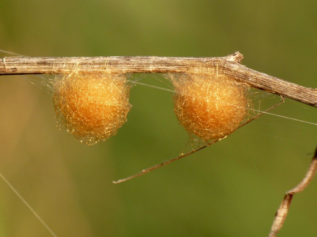 Ovisacco di Cyclosa sp. - Grosseto